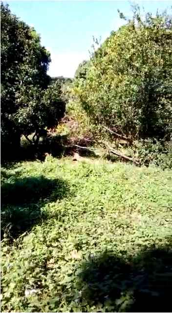 Negociable Zaragoza 2.4 manzanas con casa y terreno semiplano.
Calle a la montaña acuática. Entrada calle secundaria. Casa sistema mixto: 3 habitaciones cocina y baño, agua de pozo, con permisos para instalación de luz.